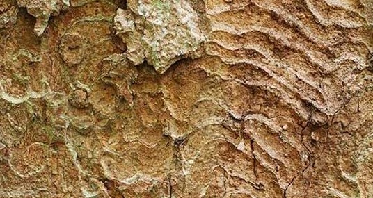 Intriguing Tree Barks