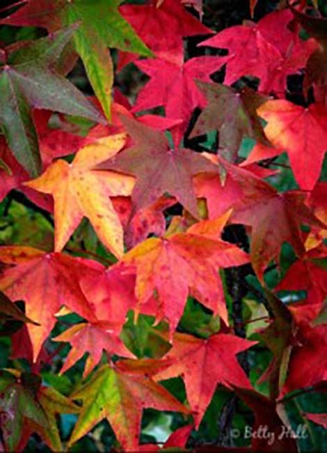 Fall Foliage