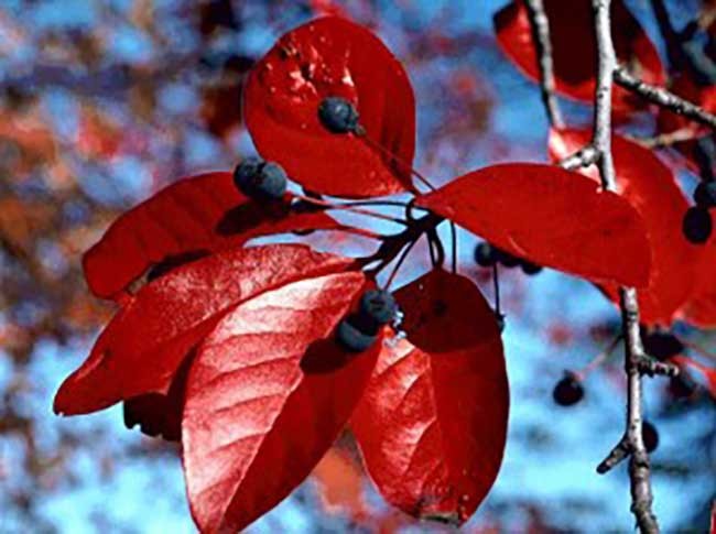 Nyssa-sylvatica-300x224