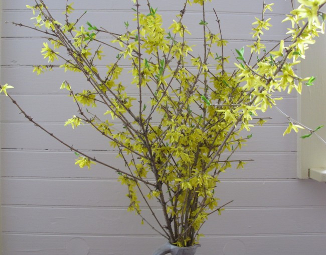 Forsythia