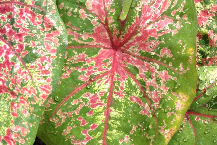 Caladium-2